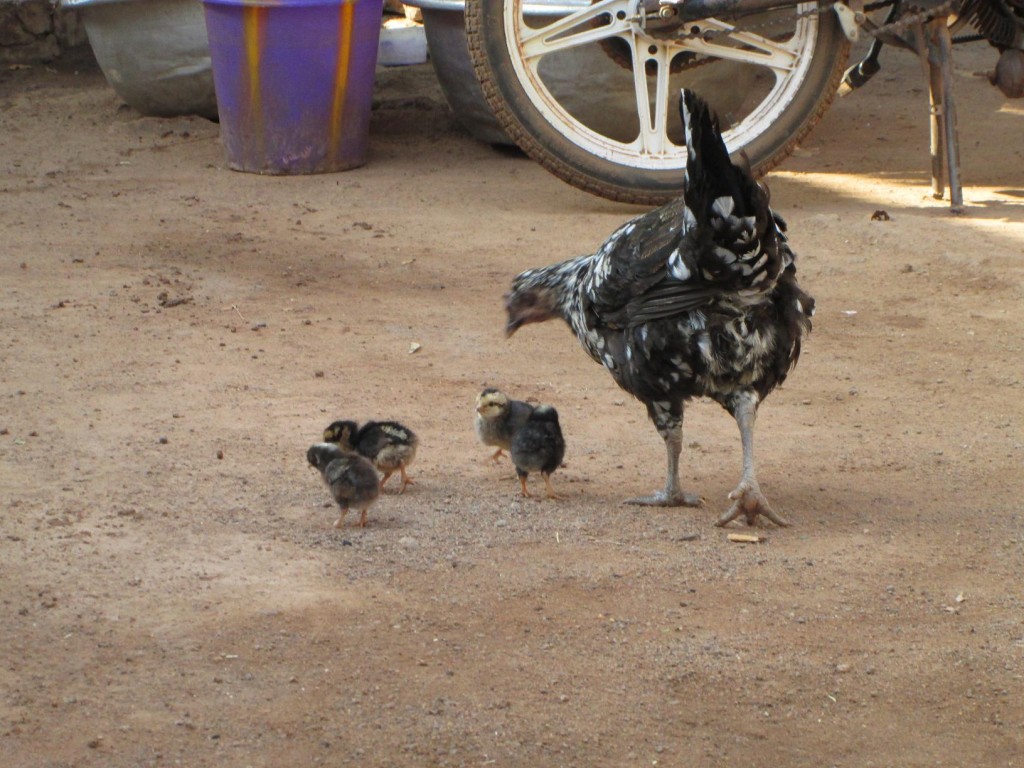 Poule et ses poussins dans la cour, les poussins ont grandi depuis, je vais devoir refaire une photo