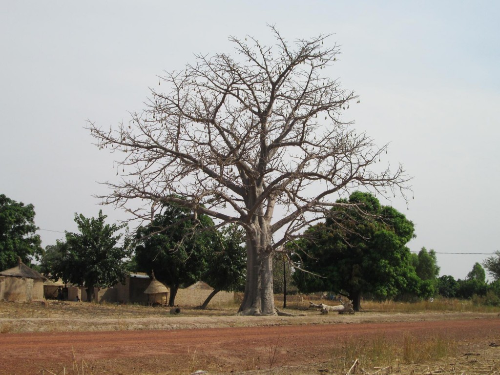 Le baobab et ses fruits