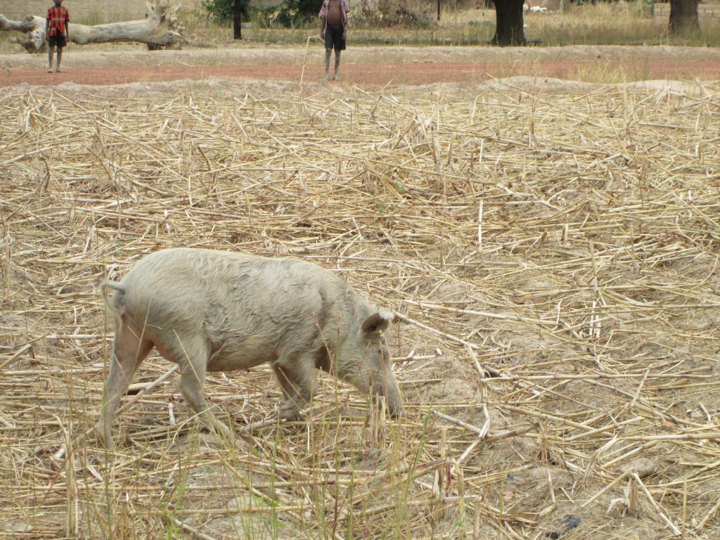 cochon domestique dans un champ