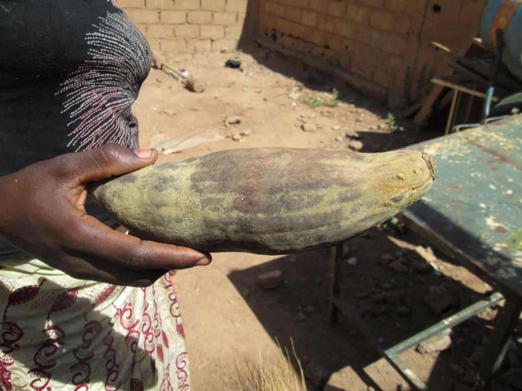 Le fruit du baobab encore fermé