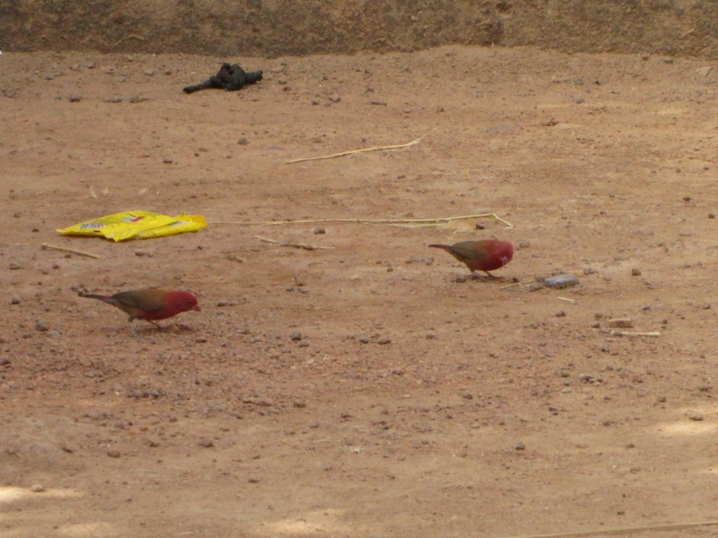 Petits oiseaux rouges dans la cour