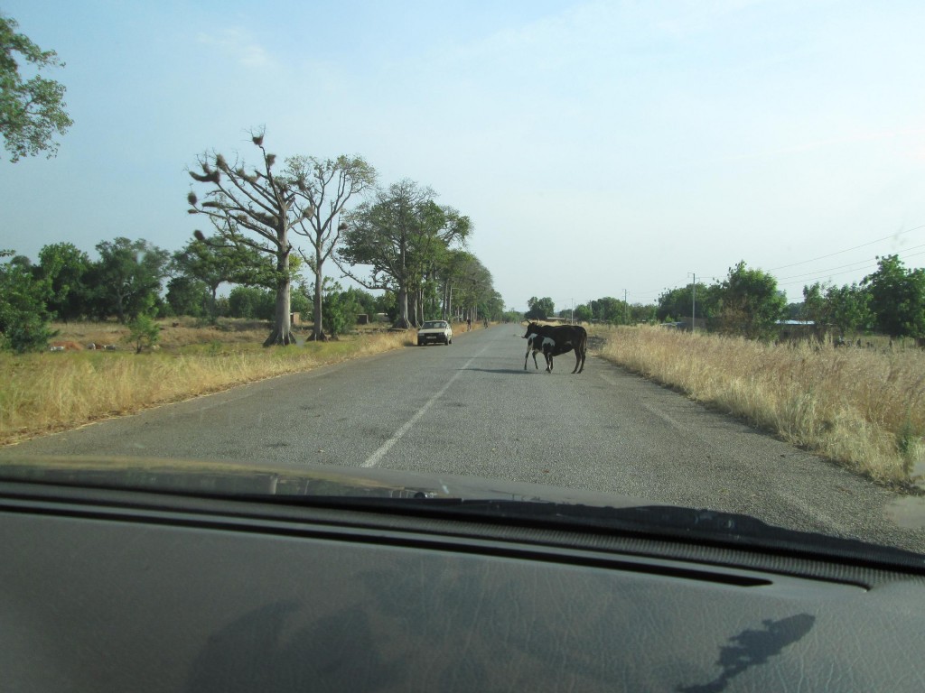 Vache et veau sur la route part1