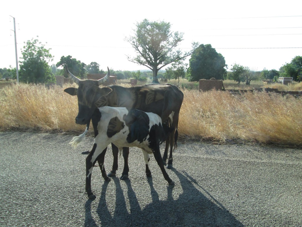 Vache et veau sur la route
