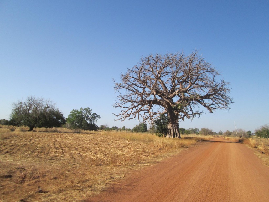 Le baobab sur le bord de la route