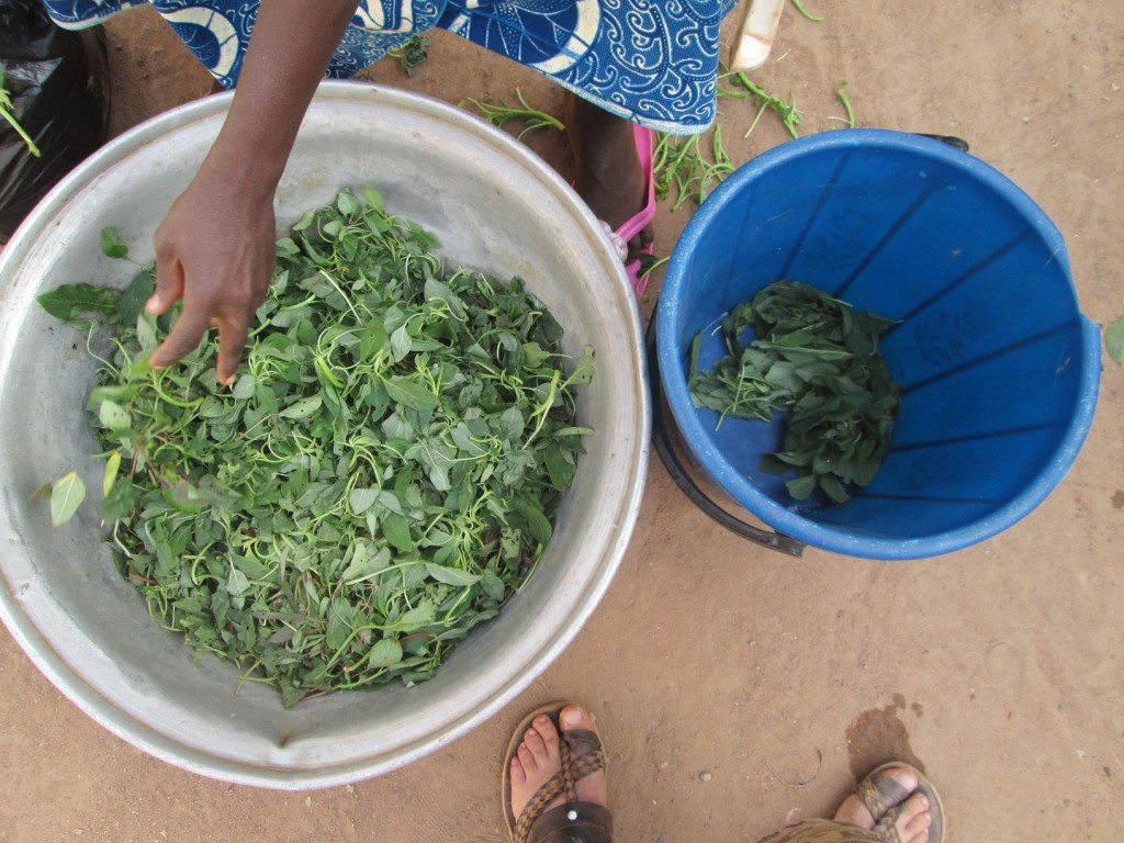 L'oseille et les herbes