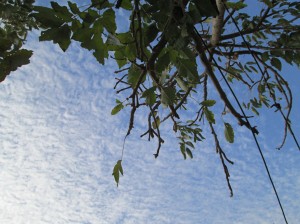 Ciel et cerisier africain